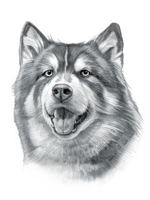 Alaskan Klee Kai Dog