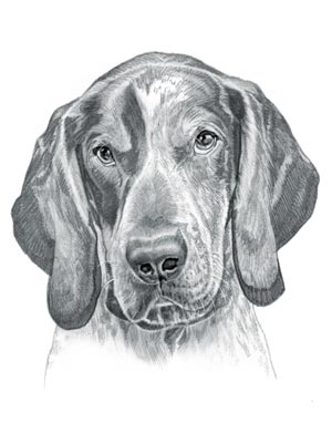 Bluetick Coonhound Dog