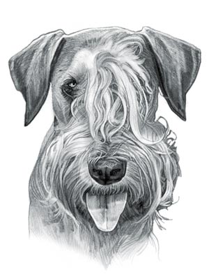 Cesky Terrier Dog