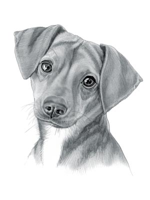 Cheagle Dog