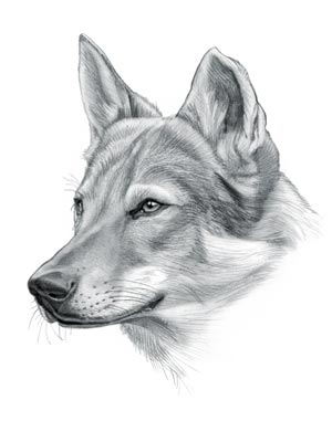 Czechoslovakian WolfDog