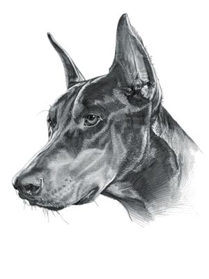 Doberman Pinscher Dog