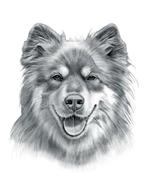 Finnish Lapphund Dog