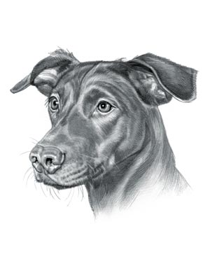 German Pinscher Dog