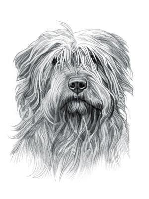 Glen of Imaal Terrier Dog