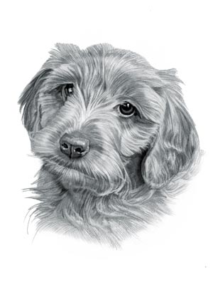 Irish Doodle Dog