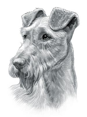Irish Terrier Dog