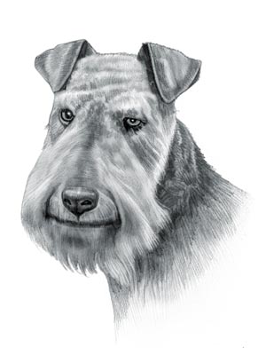 Lakeland Terrier Dog