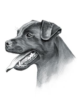 Patterdale Terrier Dog