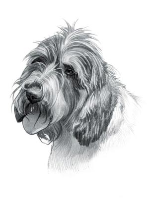 Petit Basset Griffon Vendeen (PBGV) Dog