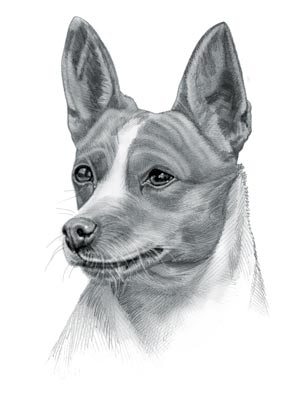Portuguese Podengo Dog