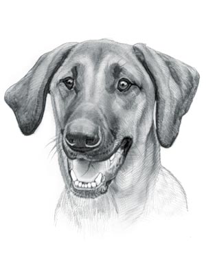 Redbone Coonhound Dog