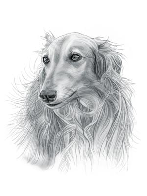 Silken Windhound Dog