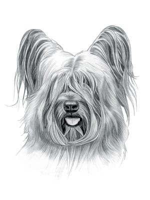 Skye Terrier Dog